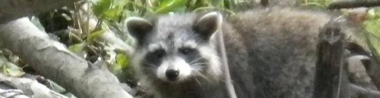 Rocky Racoon