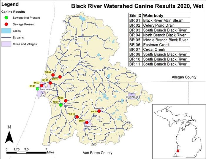 Black River - Canine -Wet