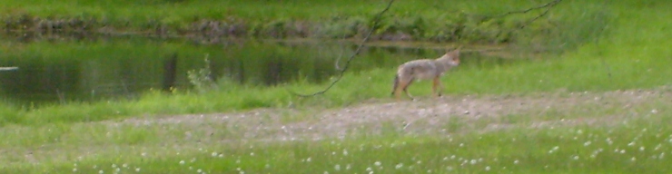 Coyote at Eureka! - Beautiful lawn