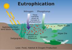 eutrophication_1.jpg