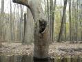 Hollow Sycamore snag [Click here to view full size picture]