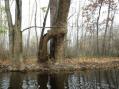 Highly unusual Sycamore trunk [Click here to view full size picture]