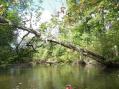 Nuts! Shagbark Hickory across river [Click here to view full size picture]