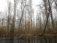 View of floodplain forest and burl high on tree [Click here to view full size picture]