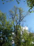 Walnut tree in full early fall foliage [Click here to view full size picture]