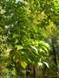 Catalpa tree and leaves [widespread but not native to our region] [Click here to view full size picture]