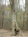 A pileated woodpecker was here [Click here to view full size picture]