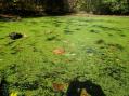 Duckweed on oxbow [Click here to view full size picture]