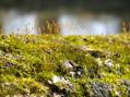 Close-up of moss [Click here to view full size picture]