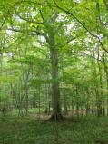 Even bigger Beech Tree [Click here to view full size picture]