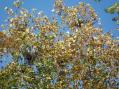 Abandoned nests of Great Blue Heron rookery [Click here to view full size picture]