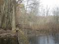 Buttonbush marsh near Riverside [Click here to view full size picture]