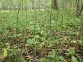 Whole herd of Horsetail.  Said to be useful for scouring pots and pans as well as an herb used to stop bleeding and to heal ulcers and wounds. [Click here to view full size picture]