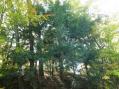 Grove of Hemlock trees (relic of colder and wetter period several thousand years ago) [Click here to view full size picture]