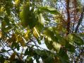 Paw Paw leaves [Click here to view full size picture]