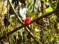 Jack-in-the-pulpit berries [Click here to view full size picture]