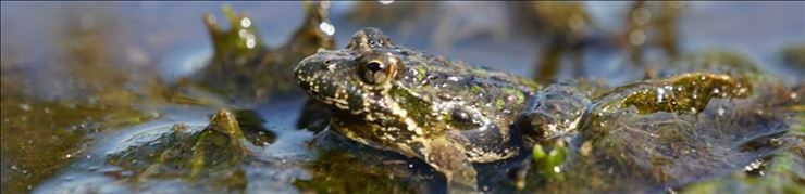 Blanchard's Cricket Frog [Click here to view full size picture]