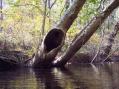 I looked into this hollow Sycamore a few years ago and found a nest of baby Turkey Vultures [truly bizarre looking chicks] [Click here to view full size picture]