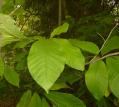 Paw Paw trees [Click here to view full size picture]