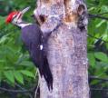 Pileated woodpecker [Not my photo - It just seemed to fit here] [Click here to view full size picture]