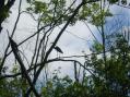 Great Blue Heron [Click here to view full size picture]