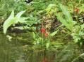 Cardinal flower amongst arrowhead [Click here to view full size picture]