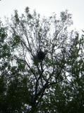 Heron nest very high in the trees [Click here to view full size picture]