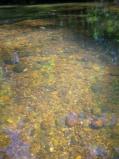 Really clear water.  You gotta love it! [Click here to view full size picture]