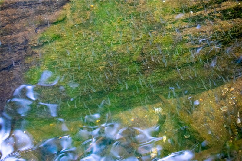 Minnows- Paw Paw River