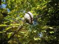 Either a hornet nest or a wasp nest - Close enough for me [Click here to view full size picture]