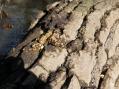 Apparently a raccoon portaged over this log, too [Click here to view full size picture]