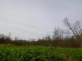 Probably once was a large sedge meadow wetland [now invaded by alien grasses} [Click here to view full size picture]