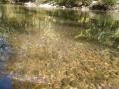 One of many gravel bars but couldn't get the Coho to sit still for a picture. [Click here to view full size picture]